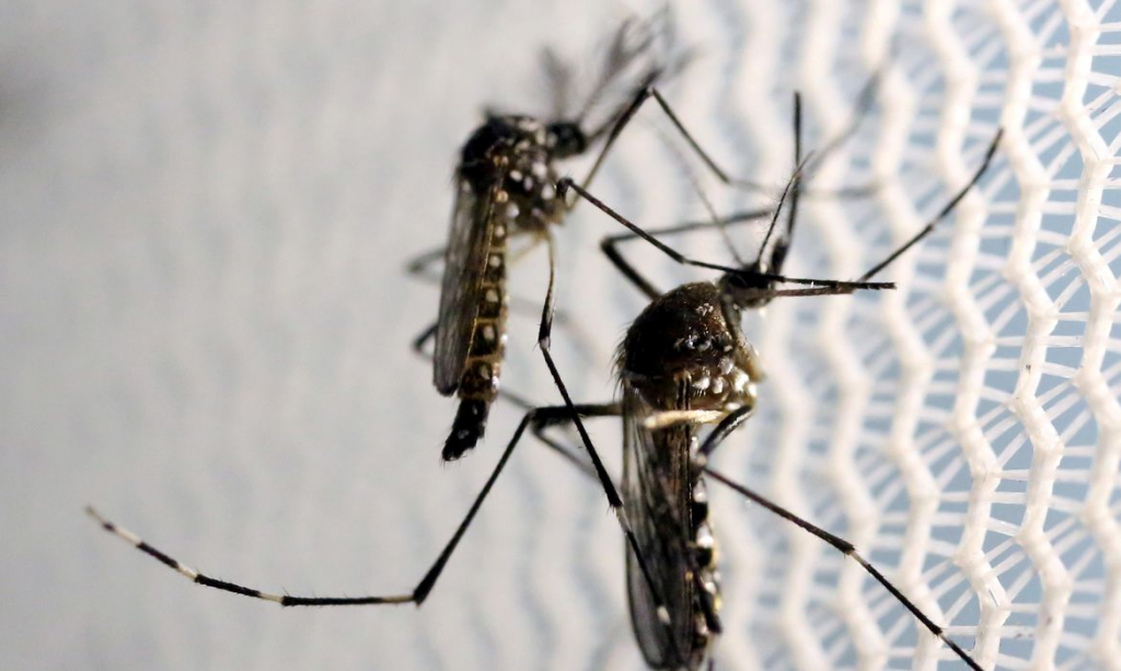 Dengue: Campinas atinge pico da epidemia e se aproxima de marca histórica de casos - Foto: Direitos Reservados