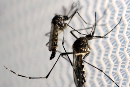 Casos de dengue aumentam em Campinas (SP) - Foto: Direitos Reservados