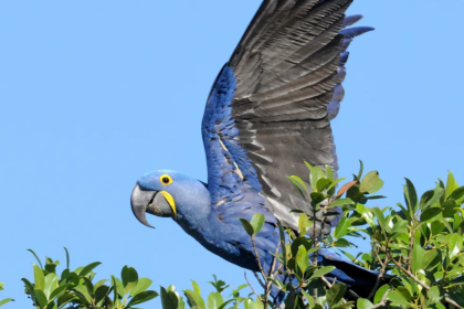 Arara-azul, confira curiosidades sobre a ave — Foto: Simben/INaturalist