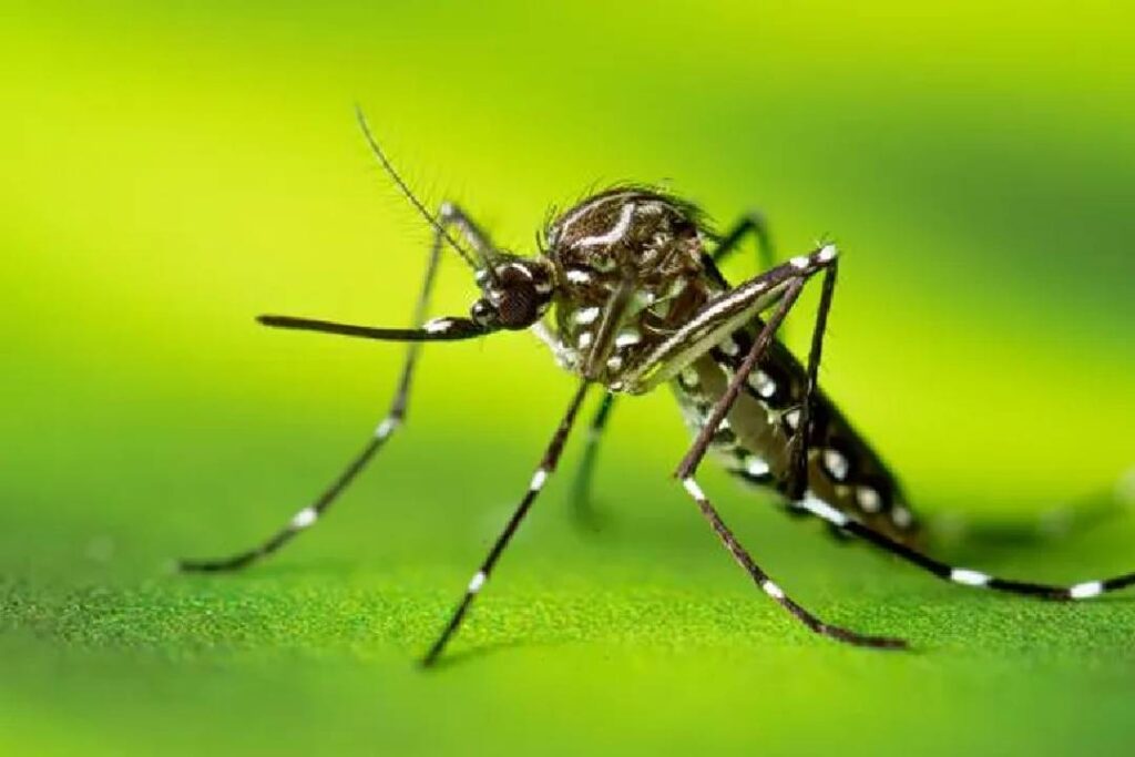 Brasil passa de 2 mil mortes por dengue em 2024 - Foto: Lauren Bishop