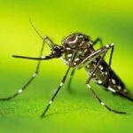 Casos de dengue tem aumento no último mês em Campinas - Foto: Lauren Bishop