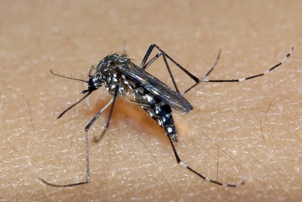Piracicaba registra segunda morte por dengue no ano de 2023 - Foto: Divulgação/SES