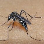 Dengue: Piracicaba e Limeira usam 367 litros de inseticida em nebulizações desde 2022 - Foto: Divulgação/SES