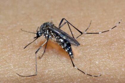 Dengue: Piracicaba e Limeira usam 367 litros de inseticida em nebulizações desde 2022 - Foto: Divulgação/SES