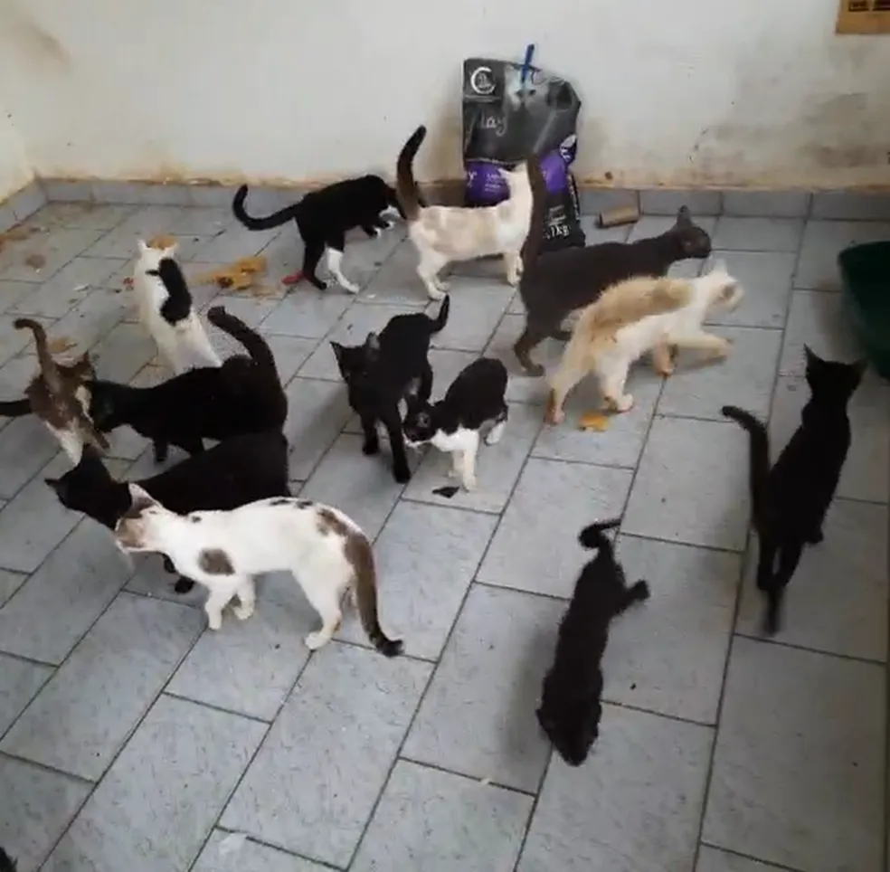ONG encontra 90 gatos em imóvel vazio em Indaiatuba — Foto: Arquivo pessoal