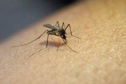 Piracicaba confirma terceira morte por dengue no ano de 2023 Foto: Freepik