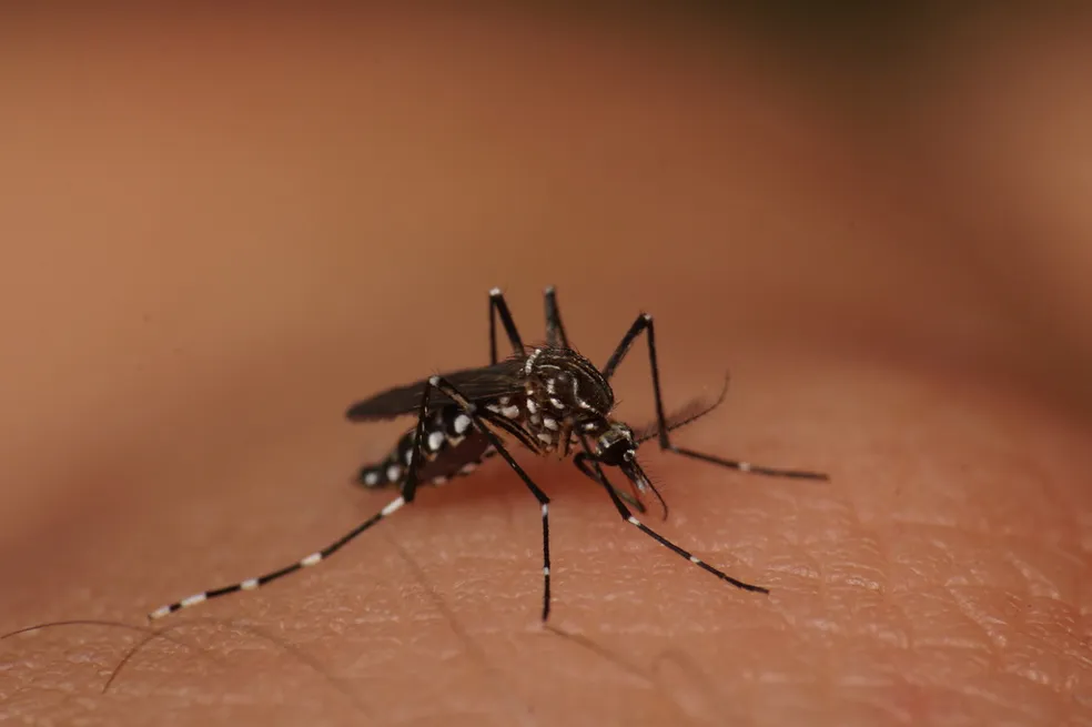 Estado de SP chega a 221 mortes por dengue e mais de 450 mil casos confirmados em 2024 — Foto: Lucas Garriga/INaturalist