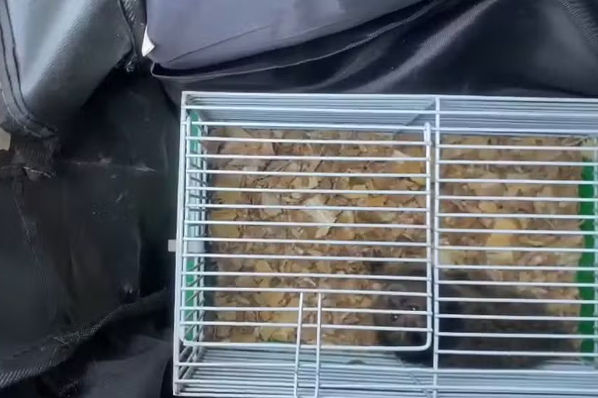 Homem é detido por suspeita de tráfico de animais em Limeira - Macaco estava dentro de gaiola em mochila em Limeira — Foto: Divulgação/Polícia Ambiental