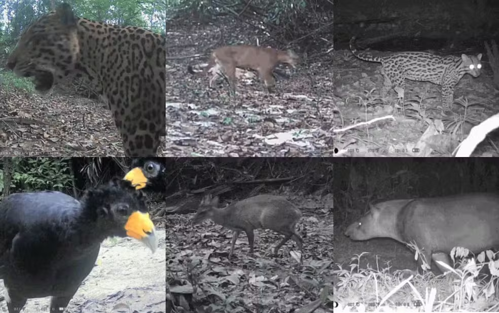 'BBB' da Amazônia: Câmeras escondidas flagram vida animal e ajudam na prevenção — Foto: Reprodução