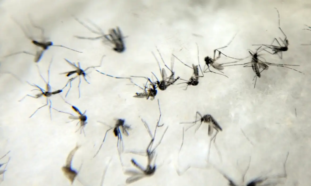 Mito ou verdade: despejar cloro no ralo do banheiro previne dengue? - Foto: Arquivo / Agência Brasil