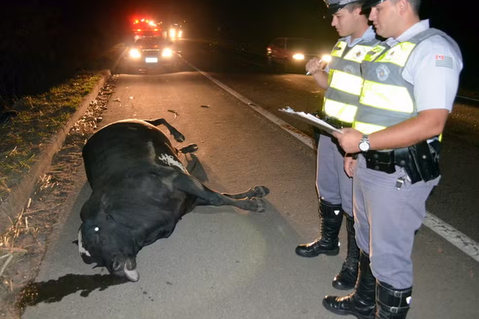 Atropelamentos de animais nas rodovias de Piracicaba chegam a seis por dia em 2023 — Foto: Alessandro Meirelles/G1