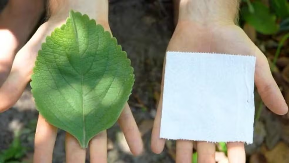 Boldo: A planta usada como alternativa ao papel higiênico na África e nos EUA — Foto: BBC