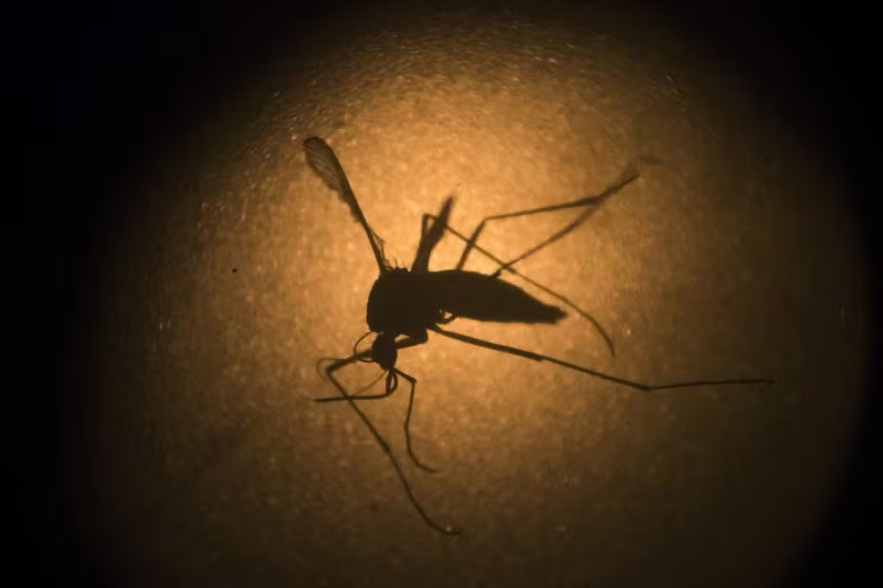 Com 65,8 mil casos, Campinas atinge a maior epidemia de dengue da história da cidade — Foto: AP Photo/Felipe Dana