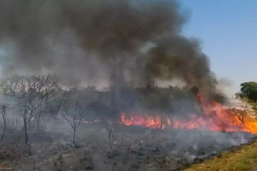 Brasil tem recorde de queimadas nos 4 primeiros meses de 2024 - Foto: Reprodução