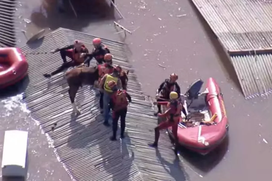 Cavalo ilhado em telhado é resgatado por bombeiros e veterinários - Foto: Reprodução/GloboNews